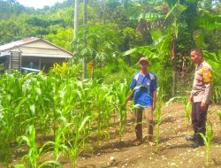 Dukung Program Asta Cita, Bhabinkamtibmas Desa Buttu Baruga Pantau Lahan Jagung Warga