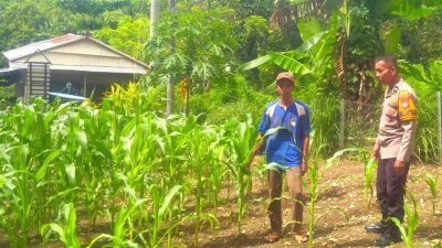 Dukung Program Asta Cita, Bhabinkamtibmas Desa Buttu Baruga Pantau Lahan Jagung Warga